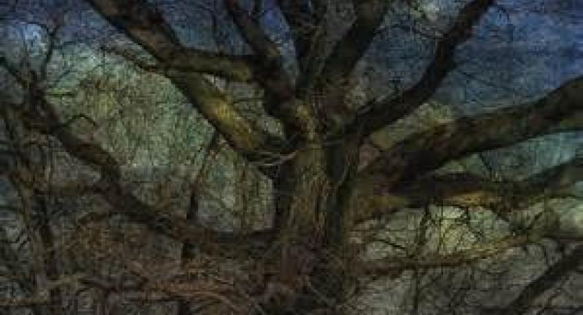 Out of the woods