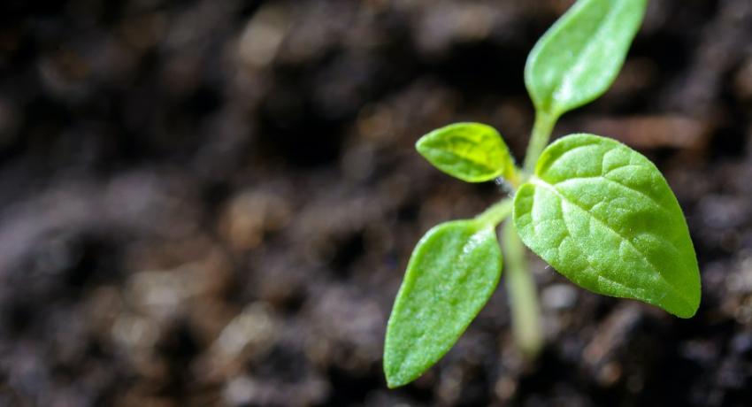 Growth