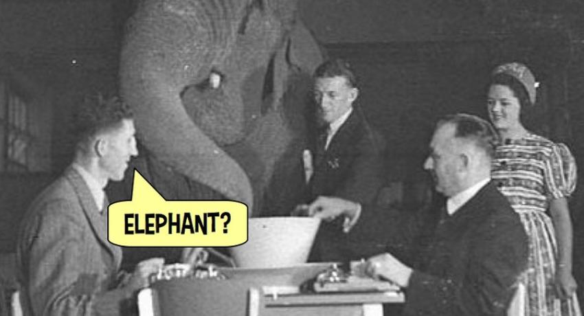 Elephant