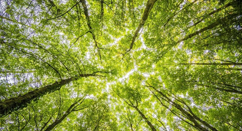 A forest canopy