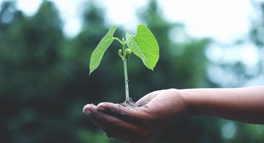 Plant in hand