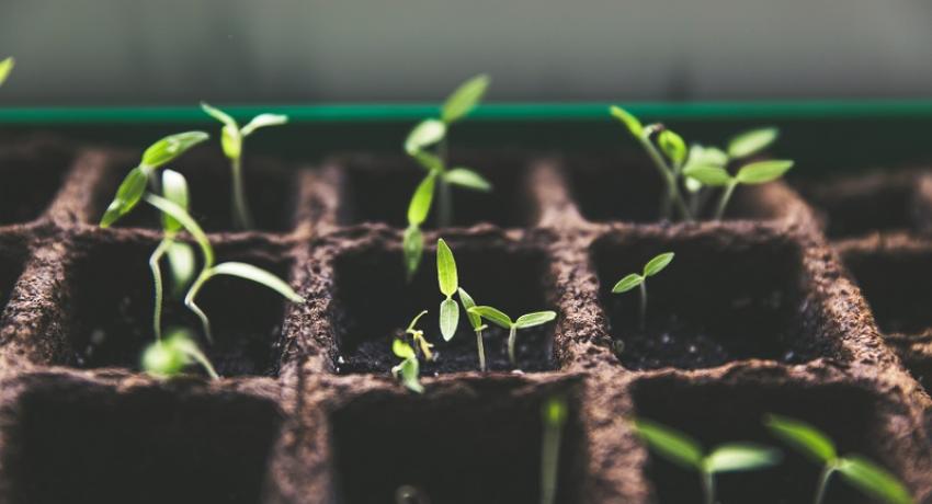 Growth