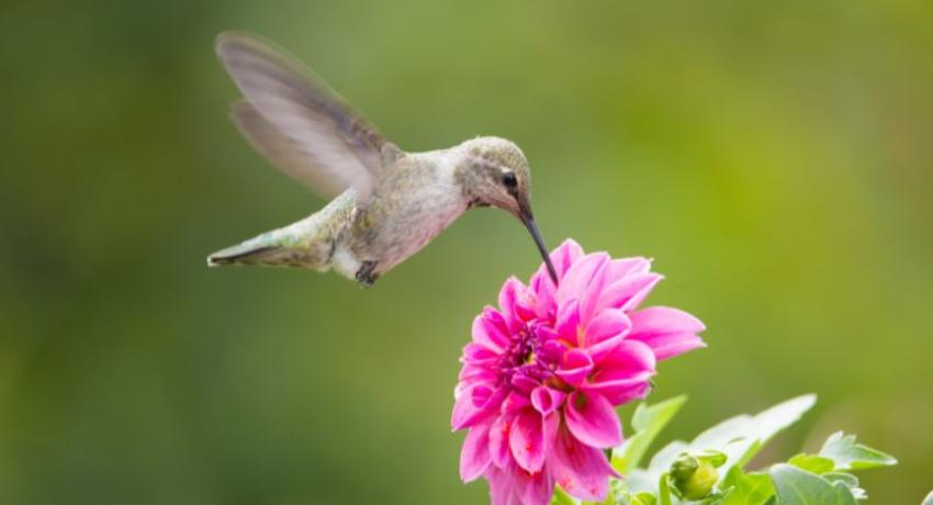 Humming Bird