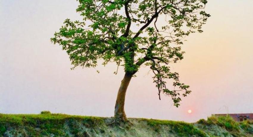 Tree image