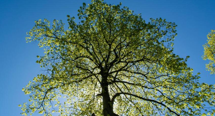Tree in Spring