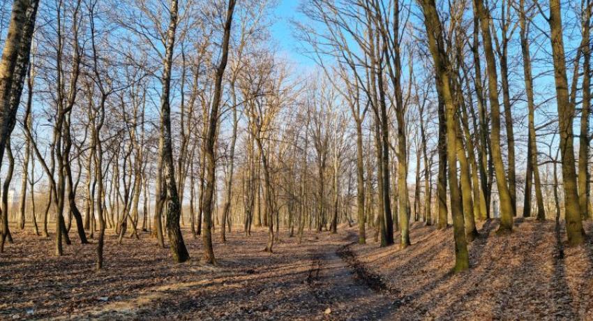 Trees in winter
