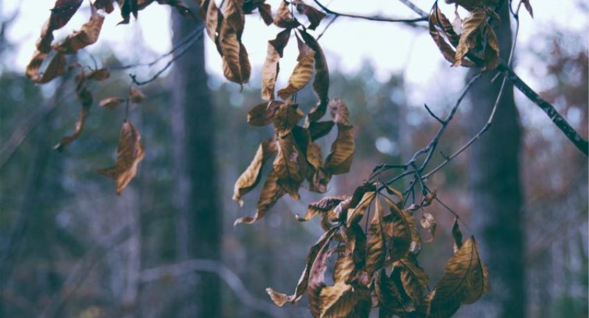 Wilting leaves