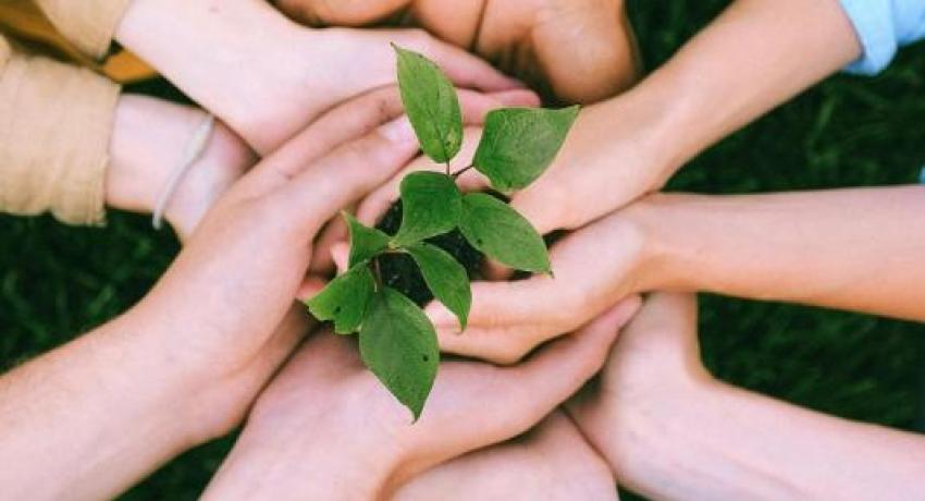 Plants and hands