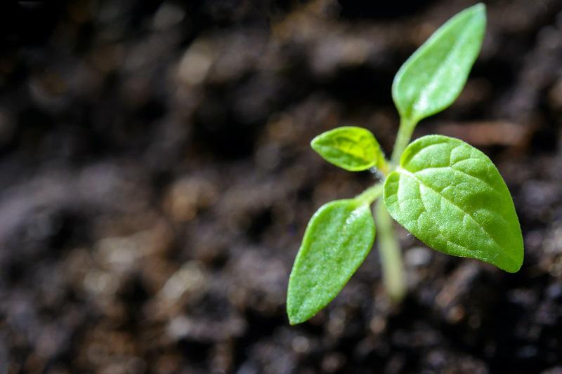 Growth