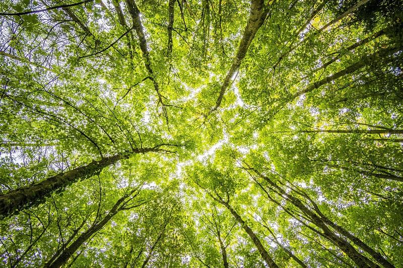 A forest canopy