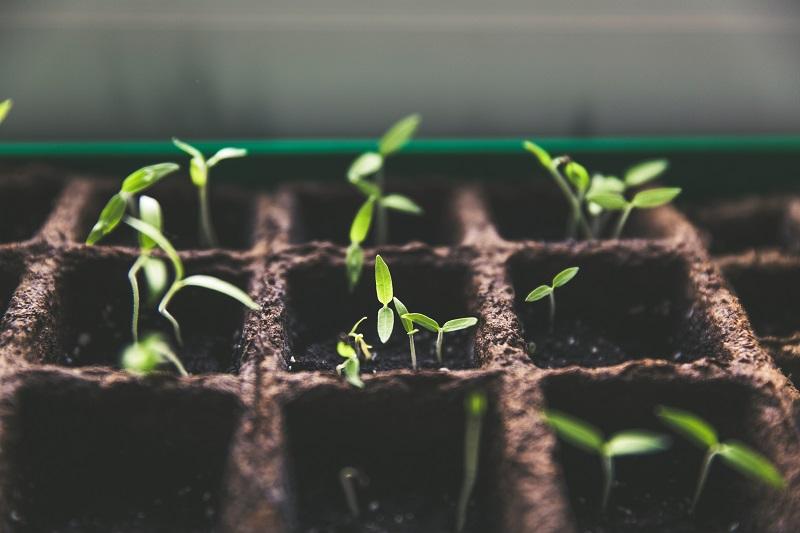 Plants growing