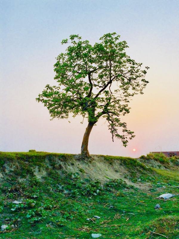 Tree image