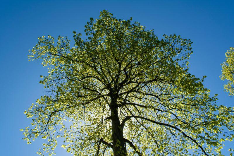 Tree in Spring