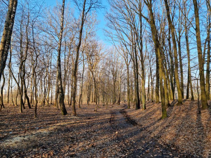 Trees in Autumn