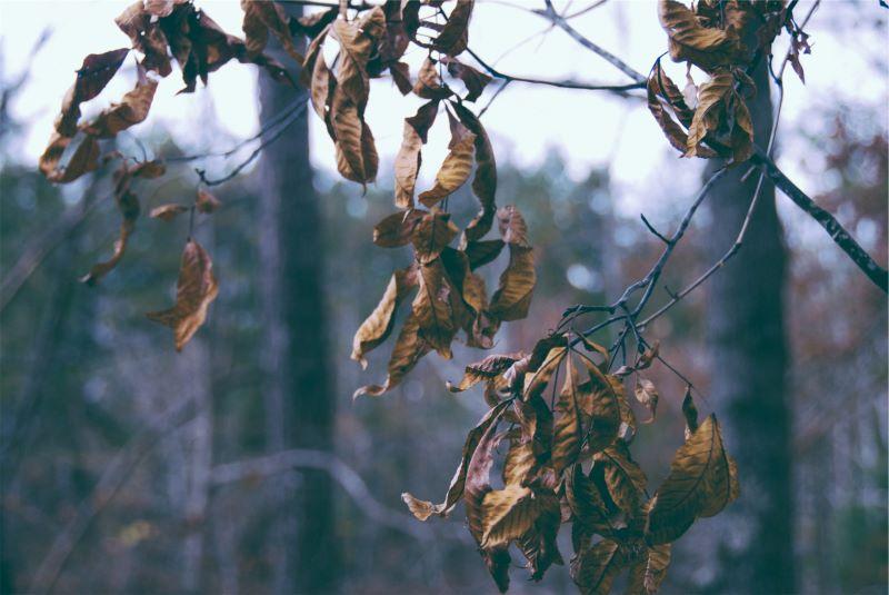 Wilting leaves